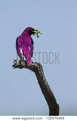 Specie Cinnyricinclus leucogaster family of Sturnidae, violet backed starling on a branch in Kruger Park