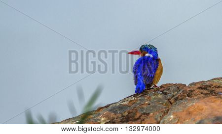 Specie Corythornis cristatus family of Alcedinidae, malachite kingfisher on a trunk in Kruger Park