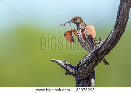 Specie Cinnyricinclus leucogaster family of Sturnidae, violet backed starling feeding in Kruger park