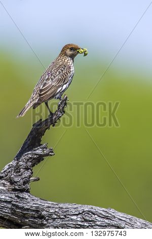 Specie Cinnyricinclus leucogaster family of Sturnidae, female violet backed starling feeding in Kruger park