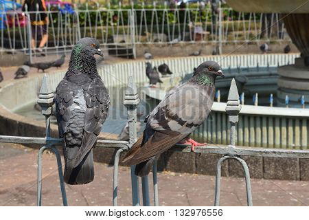 Pigeon grey. Beautiful pigeon close up, Bangkok, Thailand