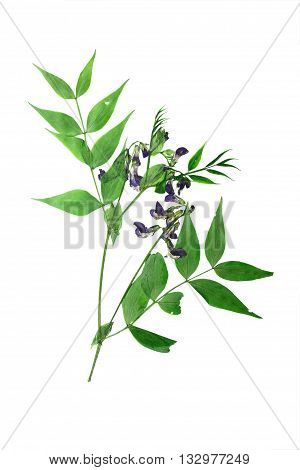 Pressed and dried stalk lathyrus vernus with delicate blue-violet flowers. Isolated on white background.