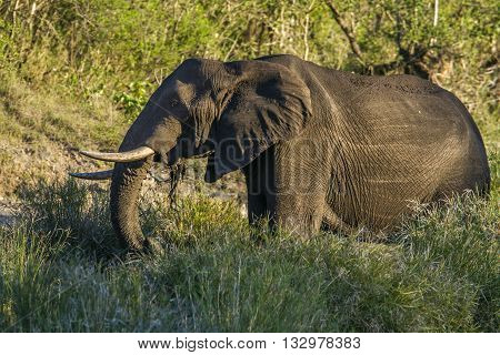 Specie Loxodonta africana family of Elephantidae, african bush elephant walking in savannah, Kruger park