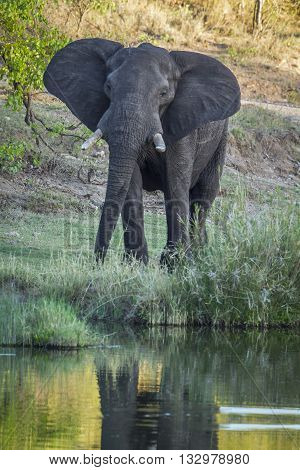 Specie Loxodonta africana family of Elephantidae, african bush elephant walking in the riverbank in savannah, Kruger park