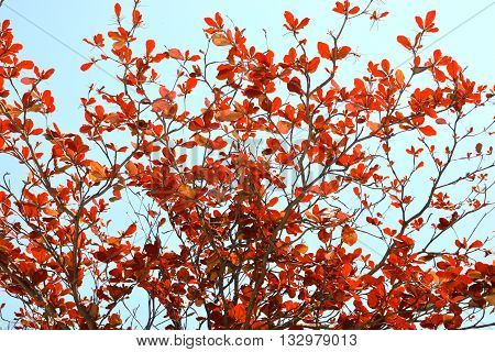 colorful backround image  of Autumn leaves Japan