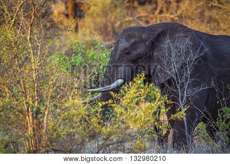 Specie Loxodonta africana family of Elephantidae, portrait of an african bush elephant in savannah, Kruger park