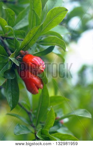 Red closed flower buds of pomegranate tree