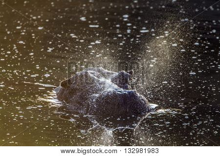 Specie Hippopotamus amphibius family of Hippopotamidae, wild hippo playing in the water in Kruger Park, South Africa