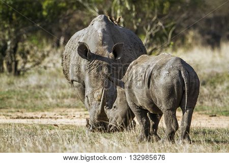 Specie Ceratotherium simum simum family of Rhinocerotidae, wild white rhinoceros in the bush in Kruger Park