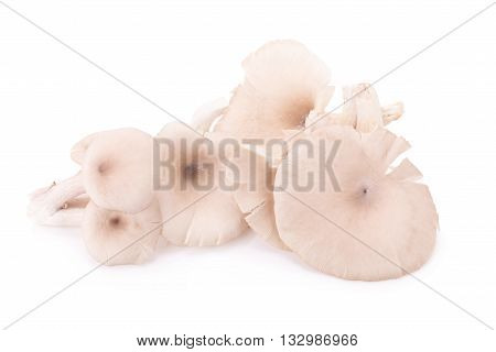 Mushroom On White Background.