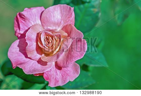 Beautiful  pink flower in the garden, background