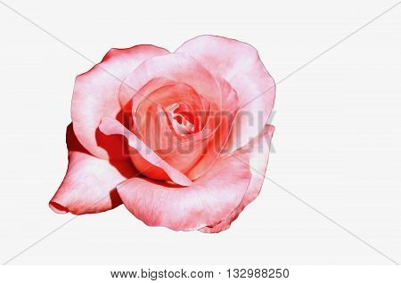 Beautiful rose pink trim on a white background.