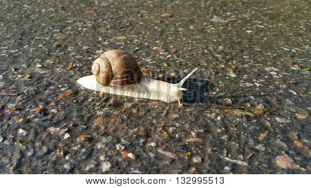 A big yellow snail on wet road after rain.