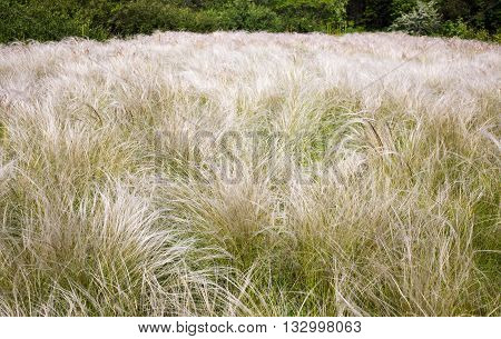 Field grass feather grass in a public botanical garden in the city of Krivoy Rog in Ukraine