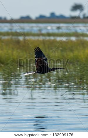 African Darter Crosses Marshes With Wings Raised