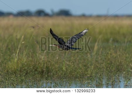 African Darter With Wings Raised Over Wetlands