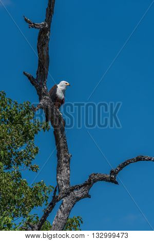 African Fish Eagle Looking Down From Tree