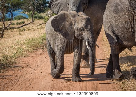 Baby Elephant Crossing Dirt Track With Family