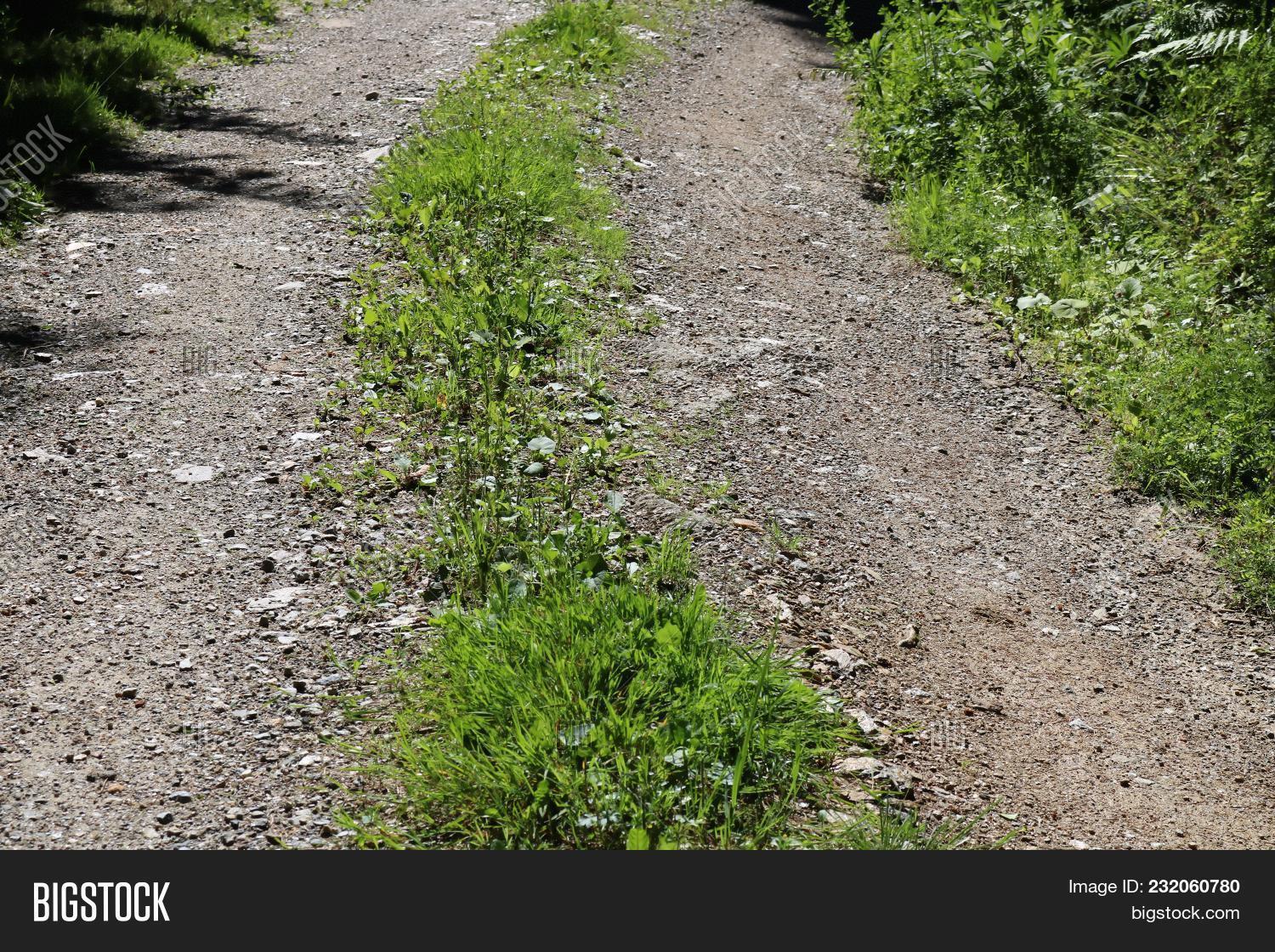 Gravelled Path Green Image Photo Free Trial Bigstock It conatins accurate other and similar related words for medial strip in english.