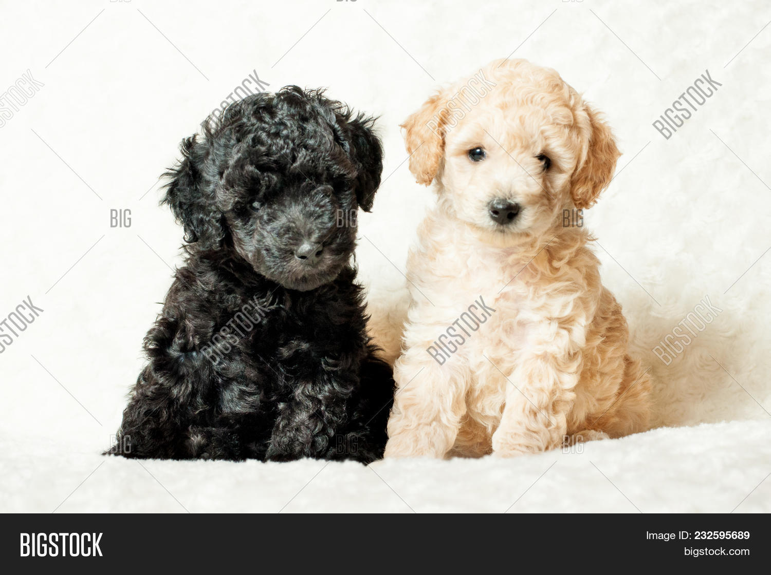 Two Puppy Beige Black Image Photo Free Trial Bigstock Black standard poodle standard poodles baby haircut small poodle mini poodles dog friends i love dogs best dogs cute animals. two puppy beige black image photo