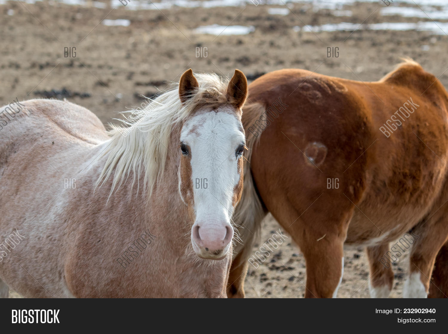 Strawberry Roan Horse Image & Photo (Free Trial) Bigstock