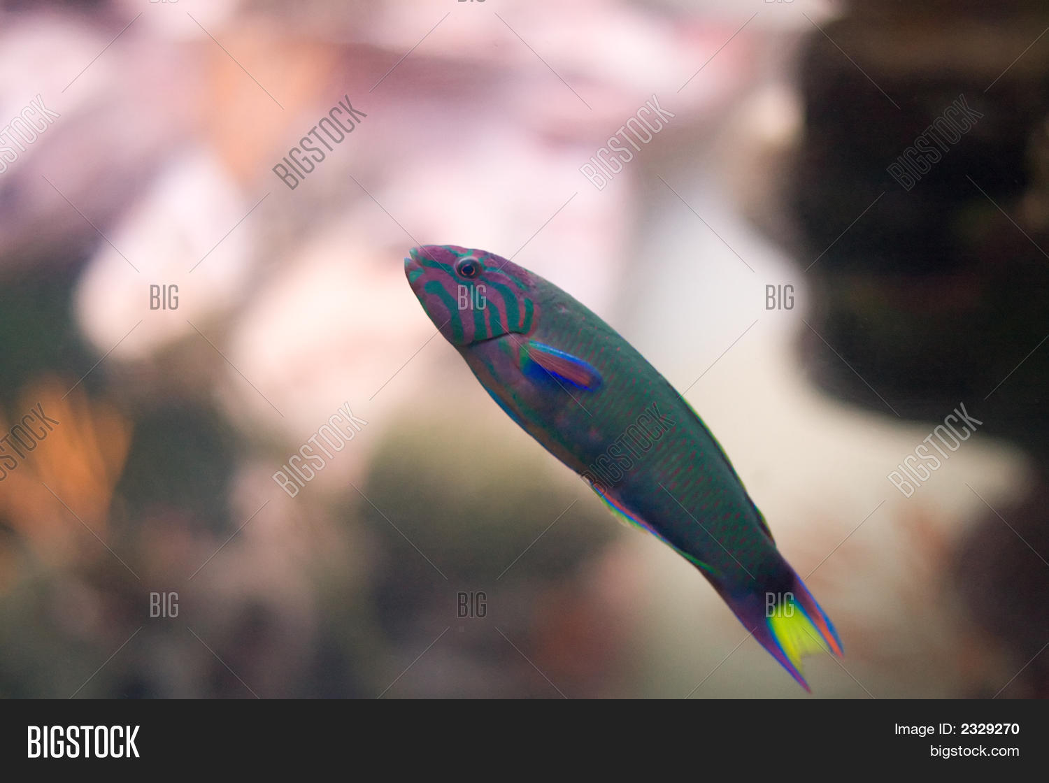 Image Preview