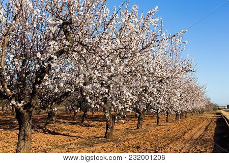 Beautiful Almond Flowers. Almond Flower Trees At Spring