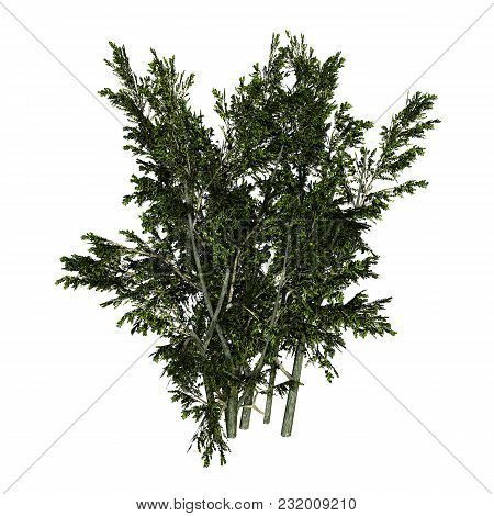 3d Rendering Of A Creosote Bush Or Larrea Tridentata Or Greasewood Or Chaparral Or Gobernadora Isola