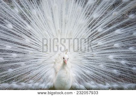 White Peacock Showing Off His Tail Fully Opened