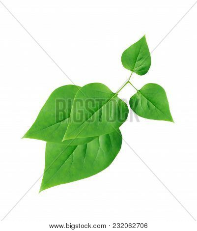 Ecology Concept. Freshness Green Leaves On White Background