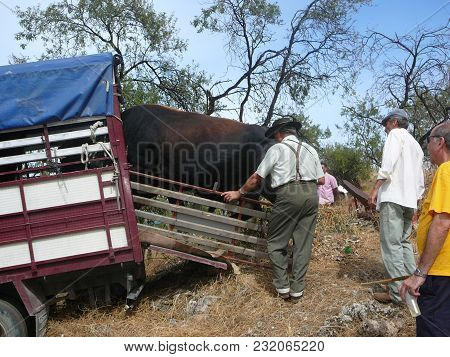 Alora, Spain - September 11, 2011: Bull Being Loaded Onto Lorry At Local Fiesta In Andalusia
