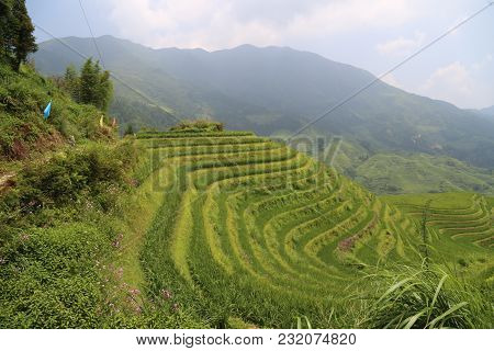 The Longsheng Rice Terraces Are Located In Longsheng County, About 100 Kilometres (62 Mi) From Guili