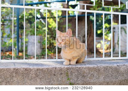 The Greek Cat From The Island Of Kos, Hides In The Shade Of The Palisade From The Sun.