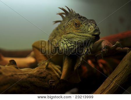 Iguana