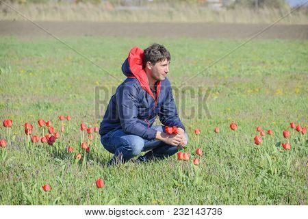 A Man In A Jacket On A Field Of Tulips. Glade With Tulips.