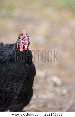 A Dark Colored Chicken With Mouth Agape Appears To Be Yelling.