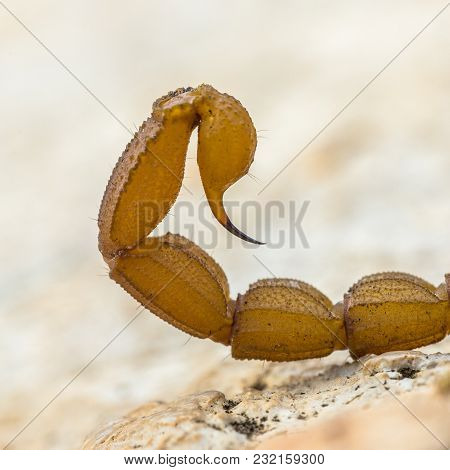Scorpion Sting Close Up In Defensive Mode Against Danger