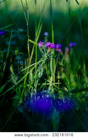 Delicate Purple Flower Growing In Grassy Fields, Small Depth Of Field, Blurred. Cunha, Sao Paulo