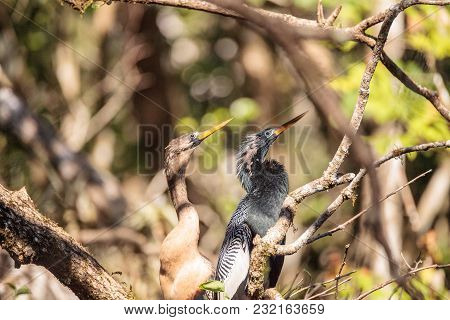 Courting Anhingas Bird Called Anhinga Anhinga And Snakebird In The Corkscrew Swamp Sanctuary In Napl