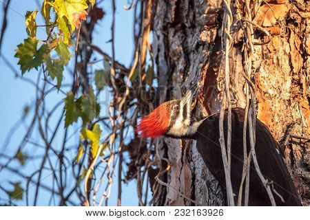 Male Pileated Woodpecker Bird Dryocopus Pileatus In A Pine Tree