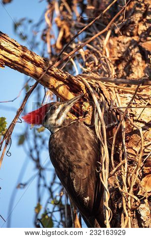 Male Pileated Woodpecker Bird Dryocopus Pileatus In A Pine Tree