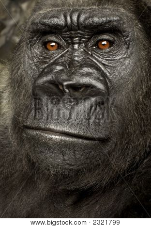 Mladí Silverback gorila