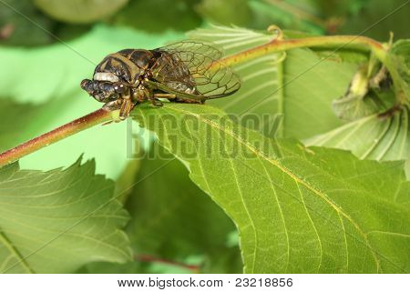 Cicada Tibicen Davisi