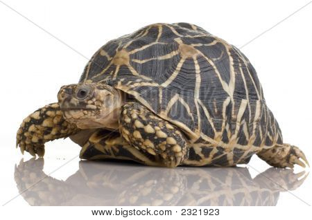 Indiano ha recitato tartaruga - Geochelone Elegans