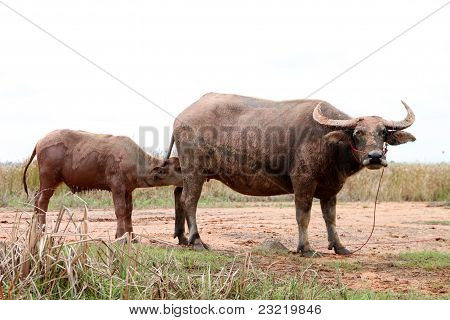 Buffalo barn dricker mjölk från sin mor bröst