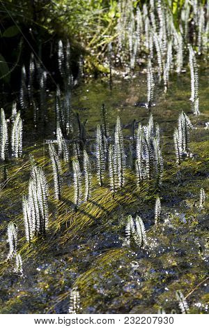 Plants Of The Altai Territory Growing In Water