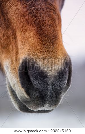 The Nose Of Beautiful Arabian Gelding. Clouse-up