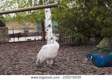 White Peafowl Bird In Walking In Summer Park