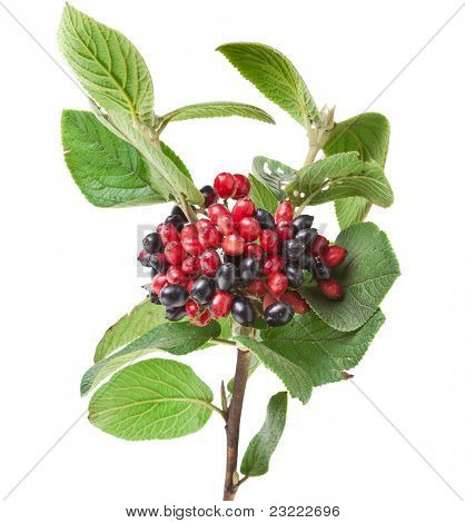 สีดำ และสีแดงครบ Viburnum ลานตา สาขาแยกต่างหากบนพื้นหลังสีขาว