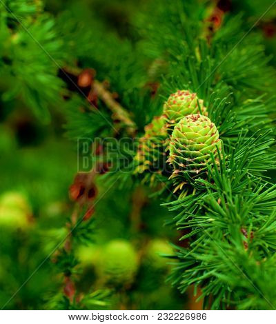 Young Sprouts Green Fir Cones On Blurred Green Needles, Firs And Branches Background Outdoors. Focus